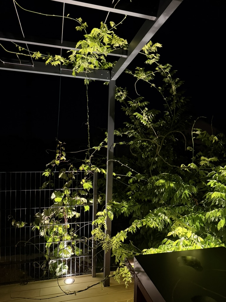 Pergola végétale éclairée de nuit